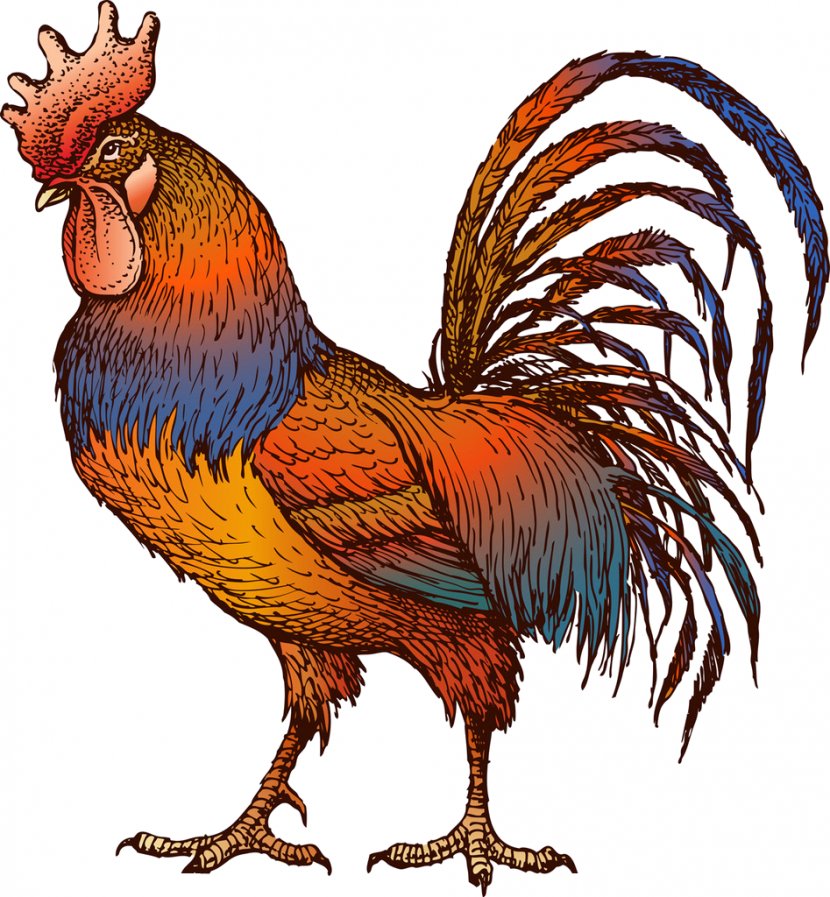 Chicken Rooster Clip Art - Wing - Fighting Transparent PNG