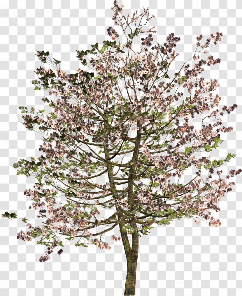 Tree Shrub Twig Clip Art - Blossom - Spring Transparent PNG