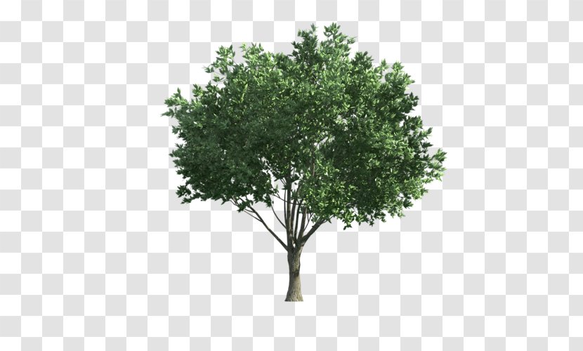 Olive Drawing - Shrub Transparent PNG