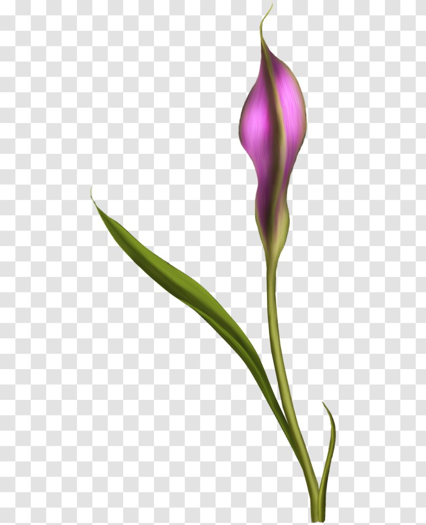 English Lavender Flower Tulip Petal Plant Stem Transparent PNG