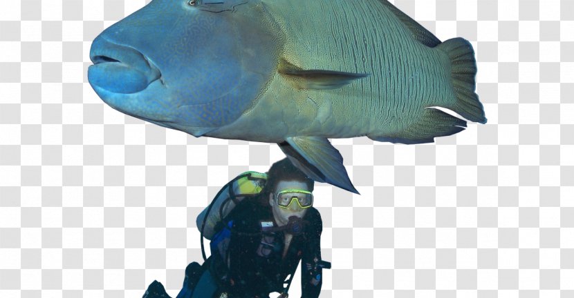 Humphead Wrasse Green Parrotfish Scuttling Of SMS Cormoran - Fauna Transparent PNG