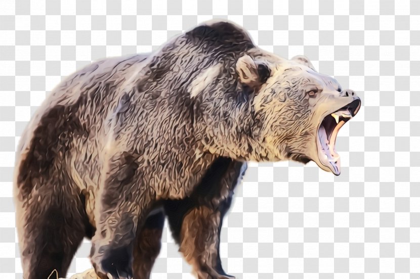 Bear Grizzly Terrestrial Animal Brown Snout - American Black - Wildlife Transparent PNG