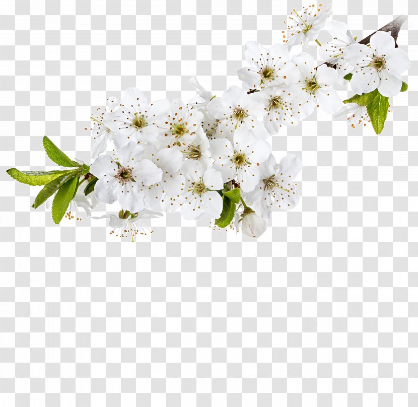 Cut Flowers Stock Photography Twig - Apple - Flower Transparent PNG