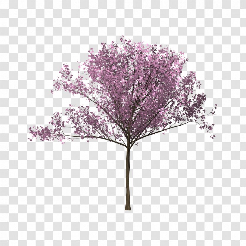 Tree Cherry Blossom Twig Branch - Drawing - Bunga Sakura Transparent PNG