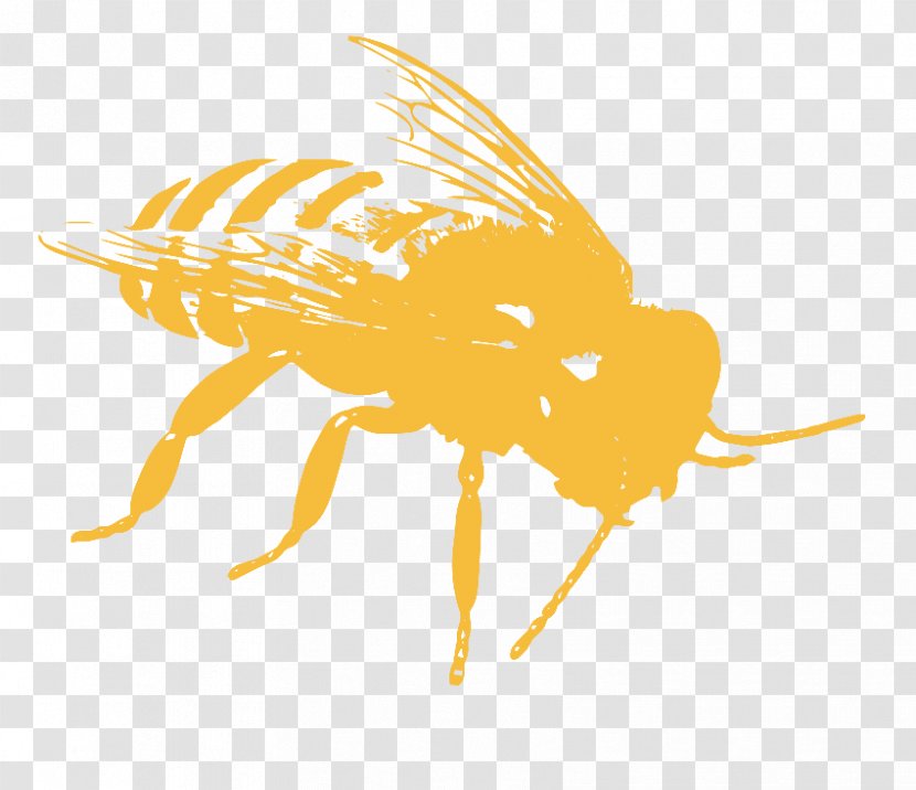 Honey Bee Pollinator Pollination Transparent PNG