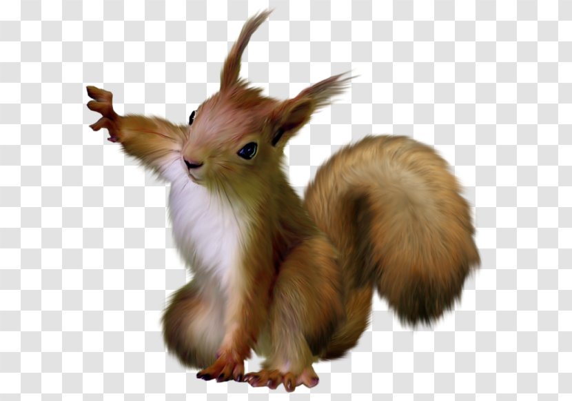 Rodent Tree Squirrels Raccoon Clip Art - Tail - Squirrel Transparent PNG