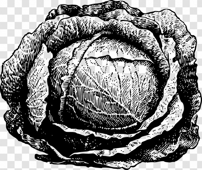Red Cabbage Savoy Cauliflower Clip Art - Cartoon Transparent PNG