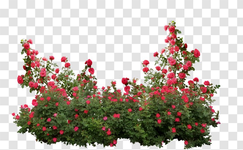 Garden Roses Memorial Rose Shrub Flower - Bush Transparent PNG