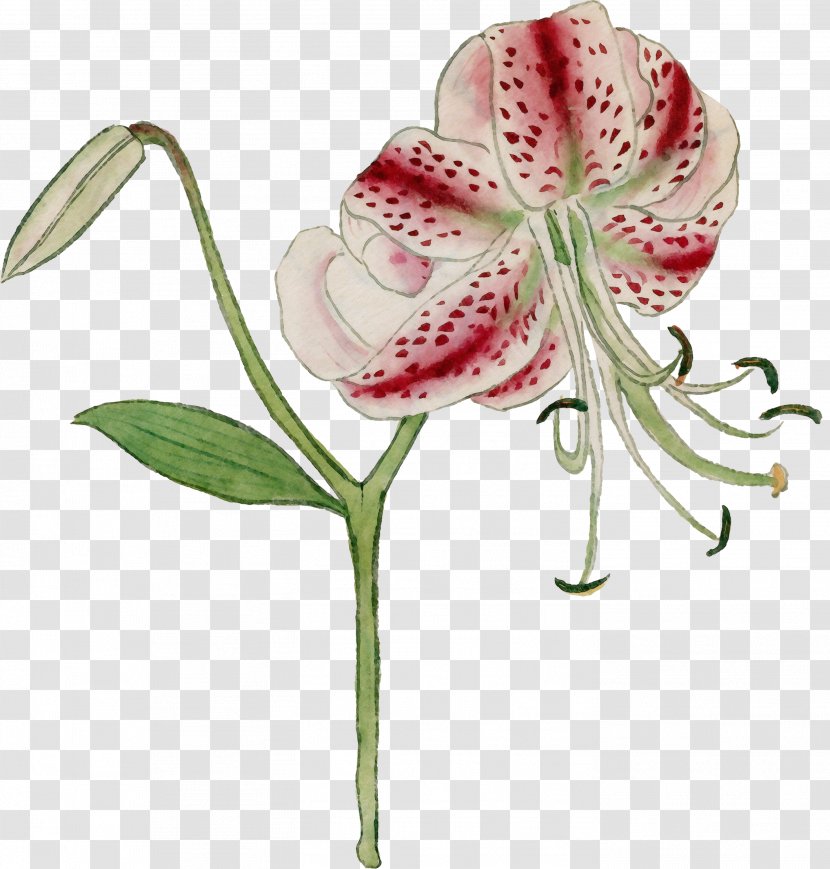 Watercolor Pink Flowers - Amaryllis Belladonna - Hippeastrum Transparent PNG