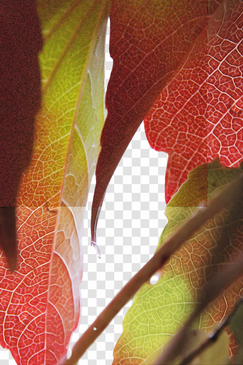 Leaf Plant Stem Flora Close-up Plants Transparent PNG