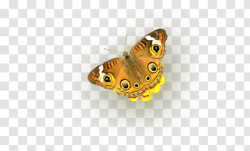 Monarch Butterfly Islam Fxfcr Uns In Leichtverstxe4ndlicher Sprache Nymphalidae Plakat Naukowy Transparent PNG