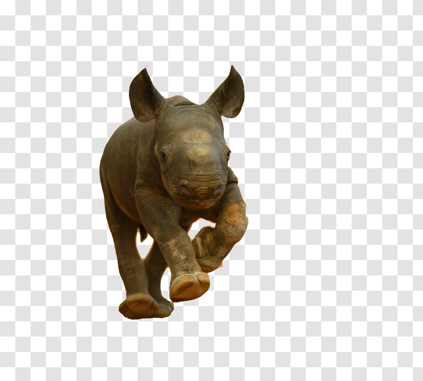 Javan Rhinoceros Kitten Black Elephant - White - Rhino Running Transparent PNG