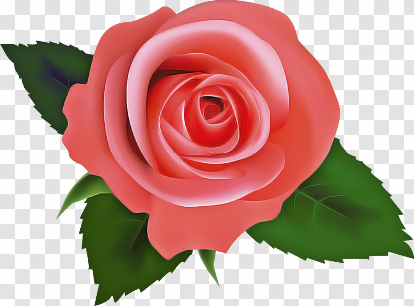 One Flower One Rose Valentines Day Transparent PNG