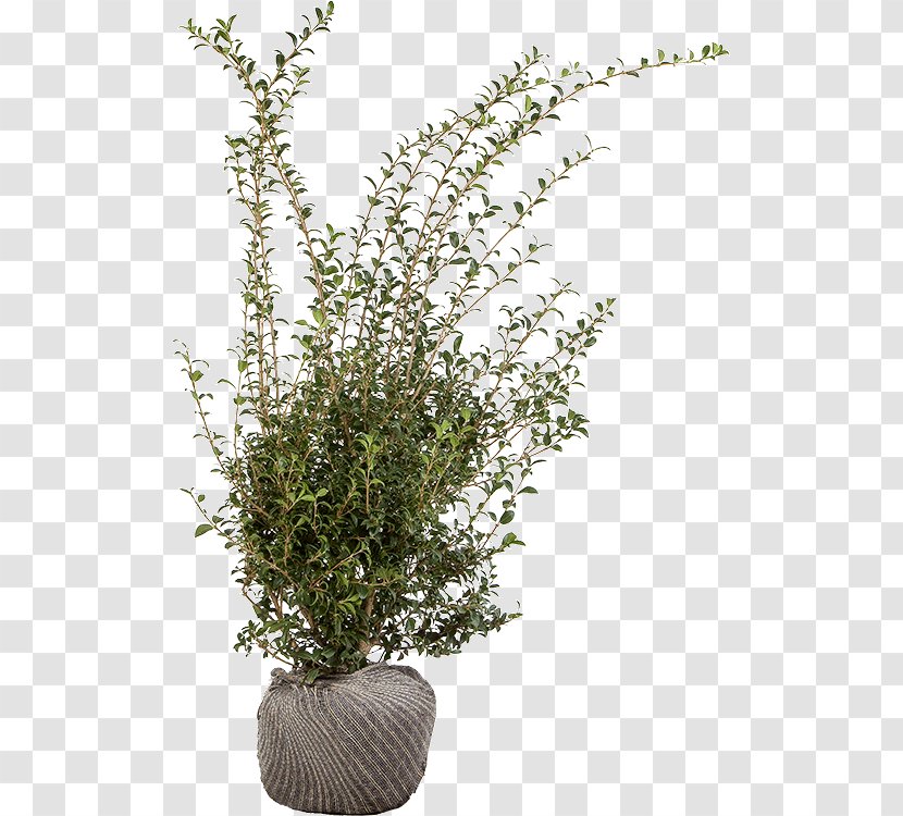 Flowerpot Houseplant Shrub Herb Branching - Osmanthus Transparent PNG
