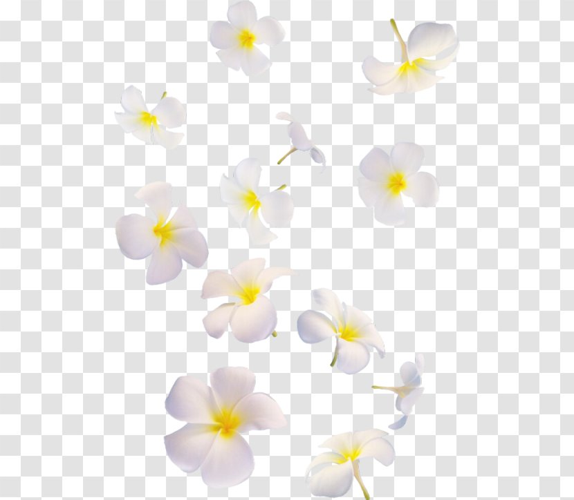 Moth Orchids - Orchid - Design Transparent PNG