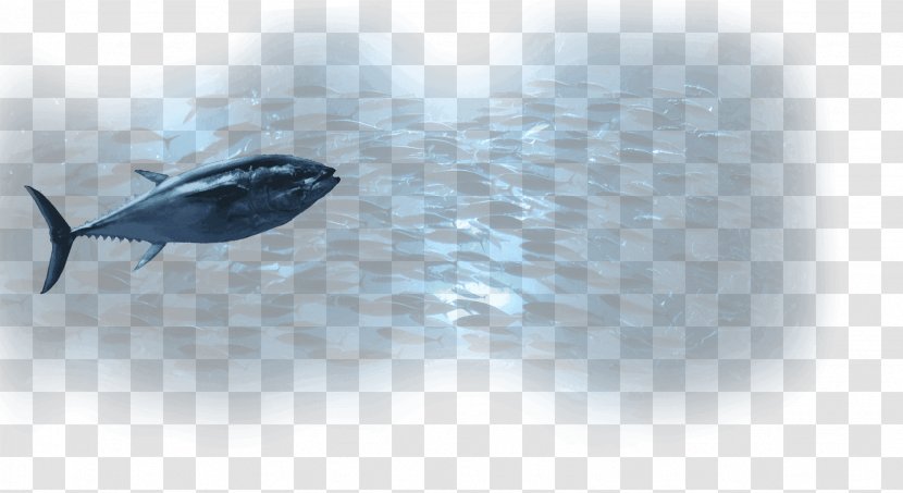 Dolphin Water Desktop Wallpaper Computer Sky Plc - Flower - Leatherback Sea Turtle Transparent PNG