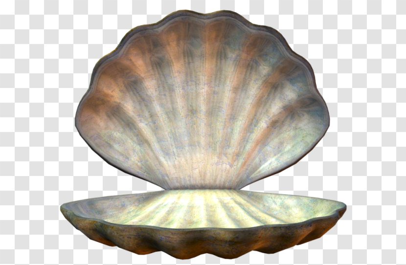 Mollusc Shell Woman Animaatio Image Hosting Service Transparent PNG
