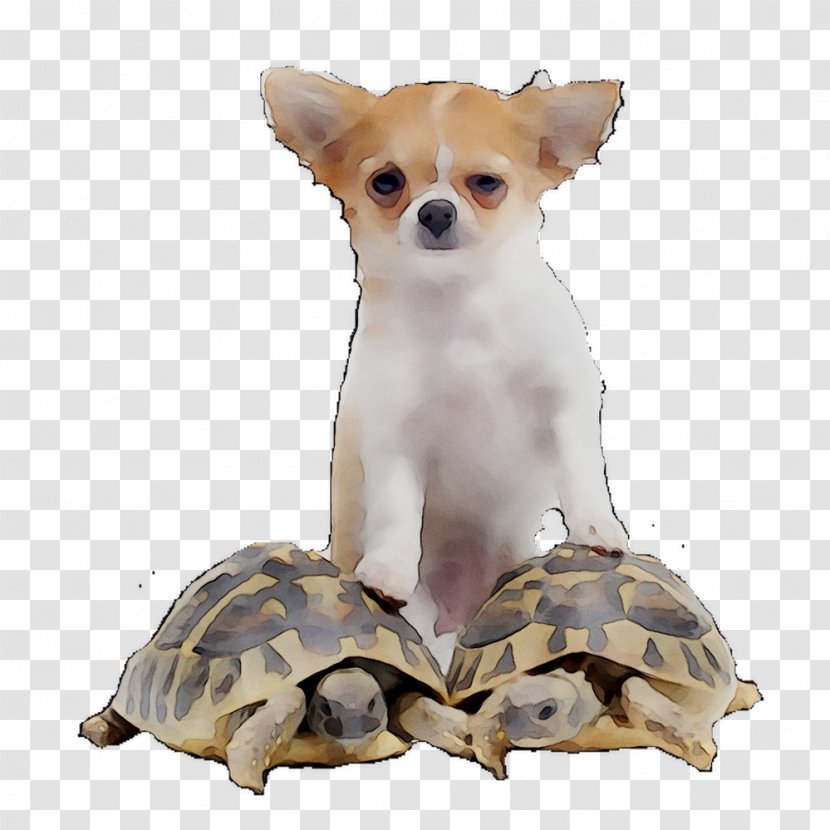 Chihuahua French Bulldog Puppy Turtle Cat - Mammal - Dog Breed Transparent PNG