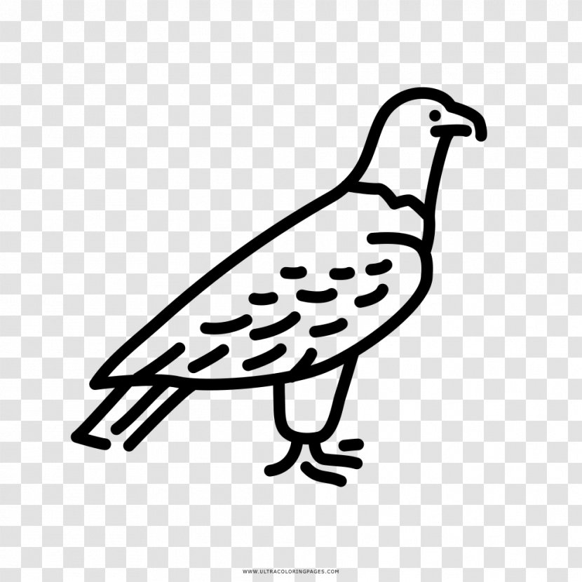 Beak Drawing Eagle Coloring Book Bird - Organism Transparent PNG