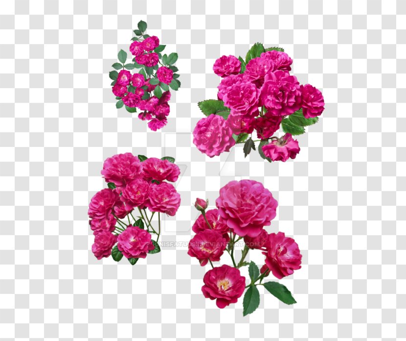 Garden Roses Floribunda Cabbage Rose Shrub Flower - Annual Plant Transparent PNG