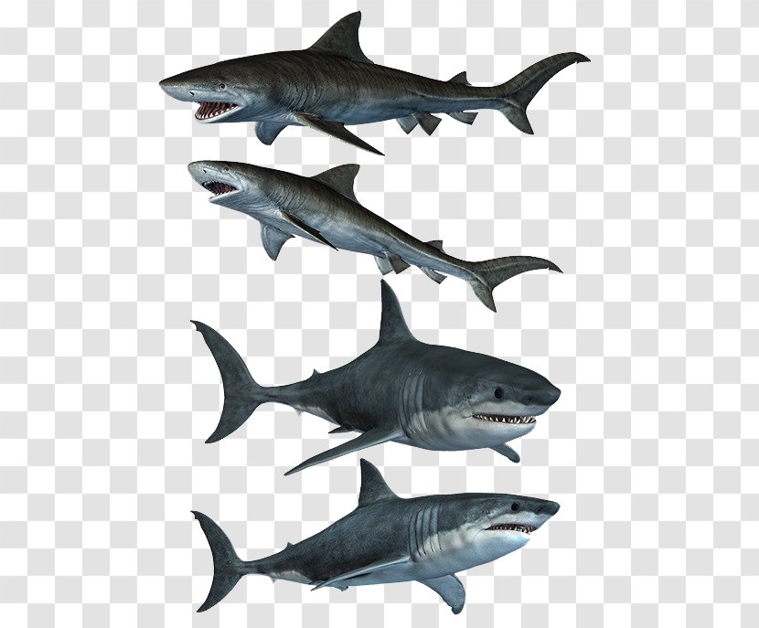 Great White Shark DeviantArt Stock - Carcharhiniformes - Ferocious Transparent PNG