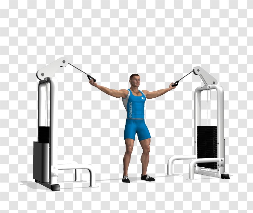Shoulder Biceps Triceps Brachii Muscle Electrical Cable - Scott Munro Personal Training Transparent PNG