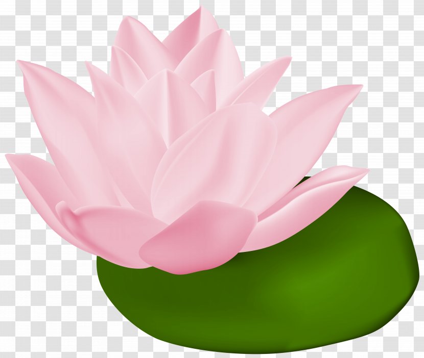 Water Lilies Nelumbo Nucifera Clip Art - Lotus - Pink Lily Transparent Image Transparent PNG