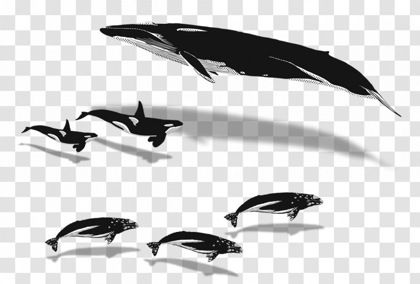 Whales Whale Watching Humpback Blue Killer - Feather - Bird Transparent PNG