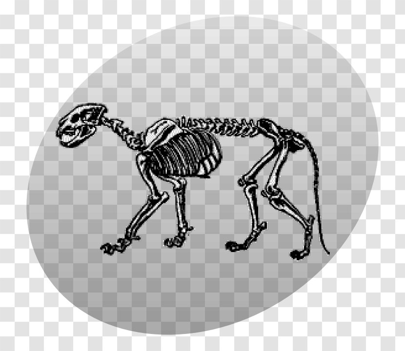 Lion Skeleton Cougar Skull - Istock Transparent PNG