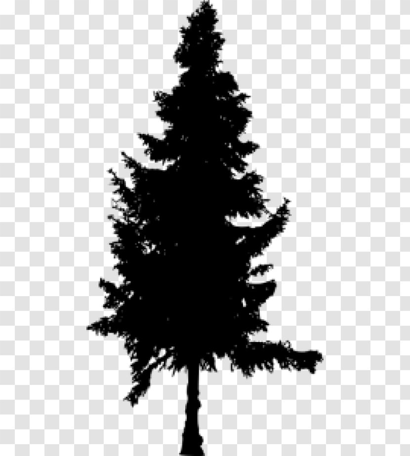 Spruce Pine Fir Silhouette - Christmas Tree Transparent PNG