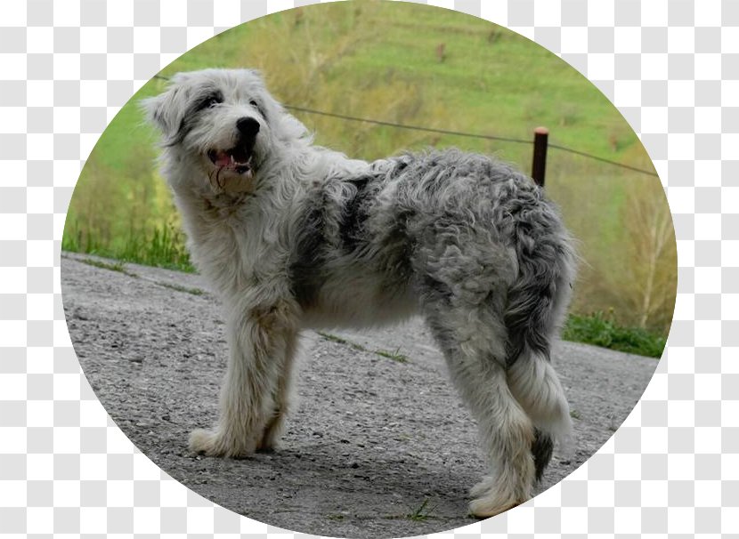 Sapsali Old English Sheepdog Romanian Mioritic Shepherd Dog Carpathian Polish Lowland - German - Peanuts Where Beagles Dare Transparent PNG