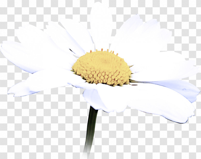Camomile Flower Mayweed Yellow Chamomile Transparent PNG