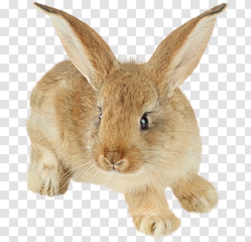 Easter Bunny Hare Cottontail Rabbit Domestic European - Cute Animals Transparent PNG