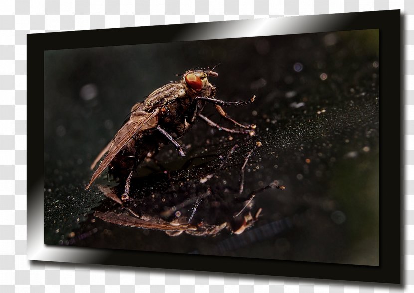 High-definition Television Pixel 4K Resolution - Insect - TV Screen Physical Map Transparent PNG