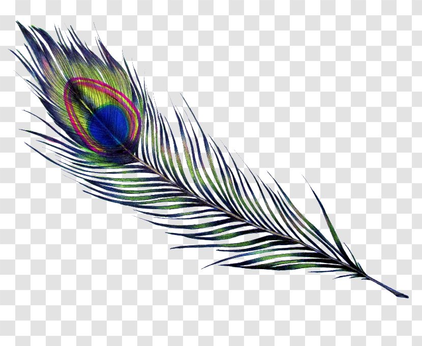 Feather Bird Parrot Drawing Pavo Transparent PNG