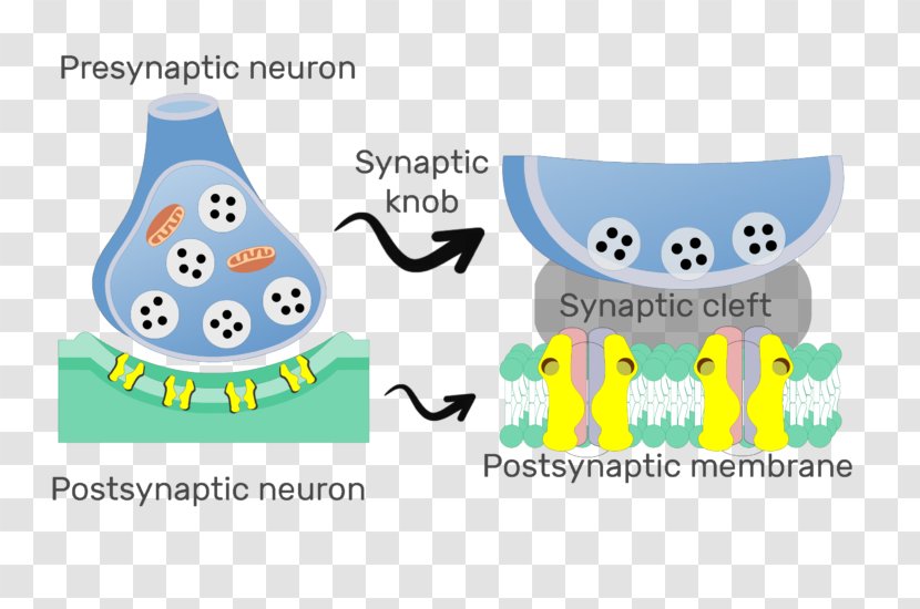 Postsynaptic Potential Chemical Synapse Neuron Neuroscience Transparent PNG