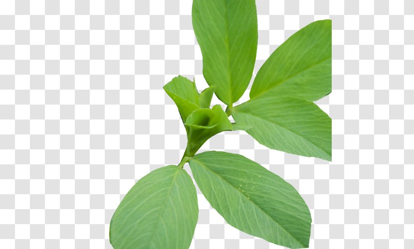 Lemon Basil Herbalism Plant Stem Leaf - Soy Bean Seed Transparent PNG