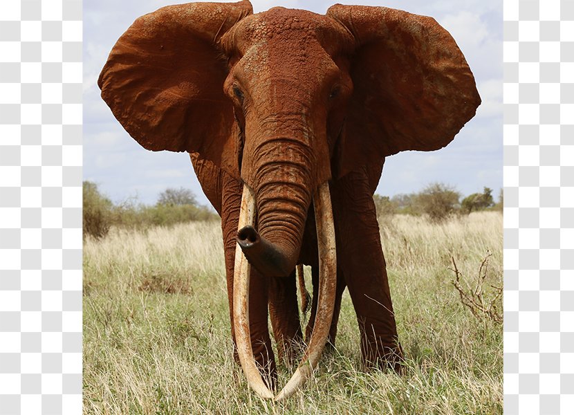 Indian Elephant African Tusk Elephantidae International Foundation Transparent PNG