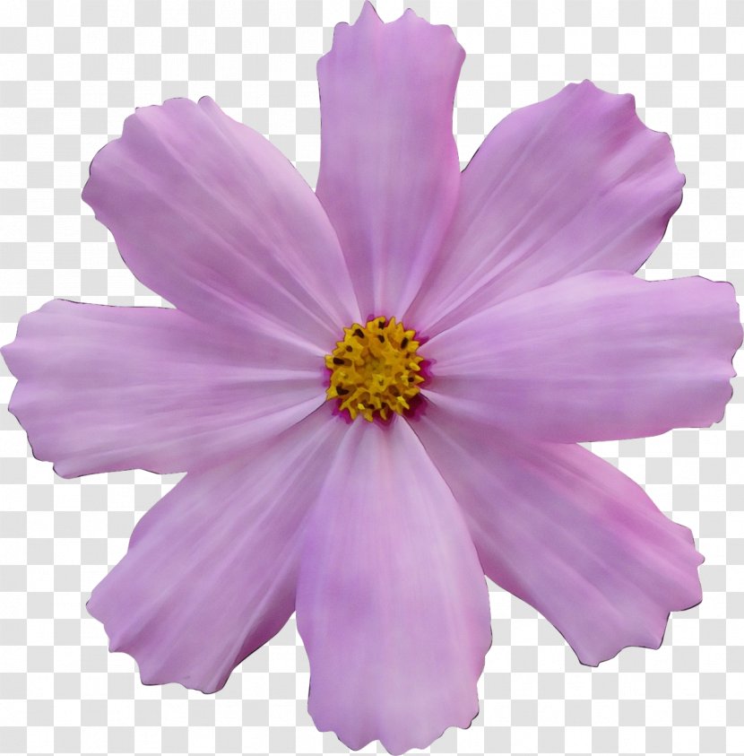 Flowering Plant Petal Flower Pink Cosmos - Purple - Daisy Family Garden Transparent PNG