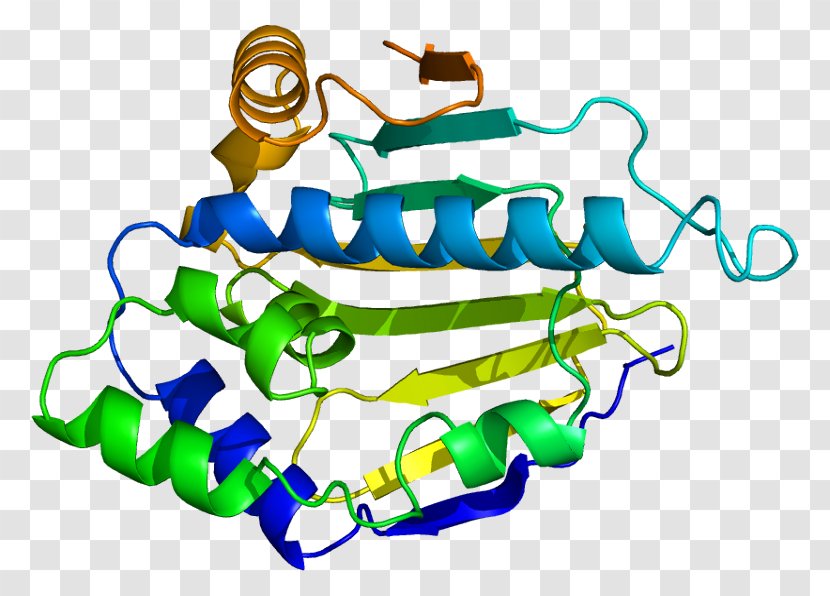 Heat Shock Protein 90kDa Alpha (cytosolic), Member A1 HSP90AB1 - Area Transparent PNG