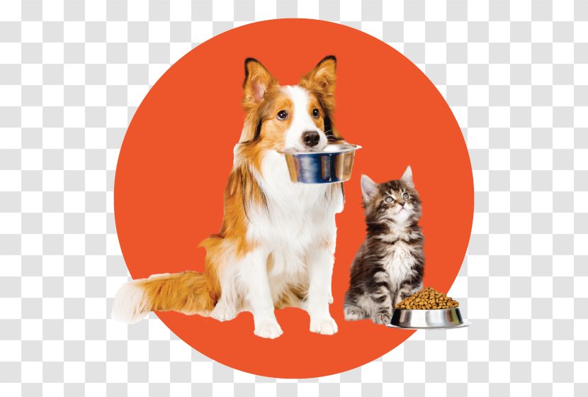 Dog Breed The Food Depot Icelandic Sheepdog Bank - Puppy Transparent PNG