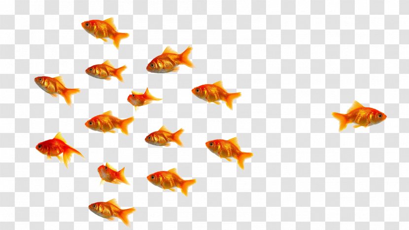 Oranda Fish 1080p Wallpaper - Gold Transparent PNG