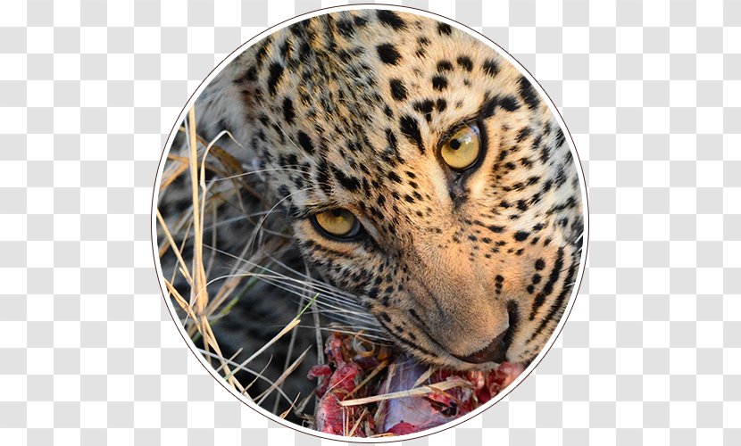 Leopard ISimangaliso Wetland Park Kruger National Garden Route - Isimangaliso Transparent PNG
