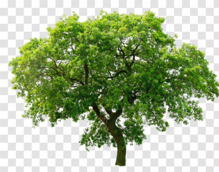 Tree Oak Clip Art - Animated Mangrove Forest Transparent PNG