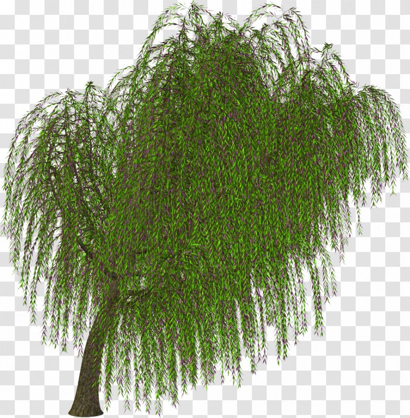 Tree Shrub Branch Clip Art - Email Transparent PNG