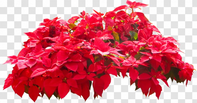 Poinsettia Spurges Flower Plant Tree - Floral Design - Suculent Transparent PNG