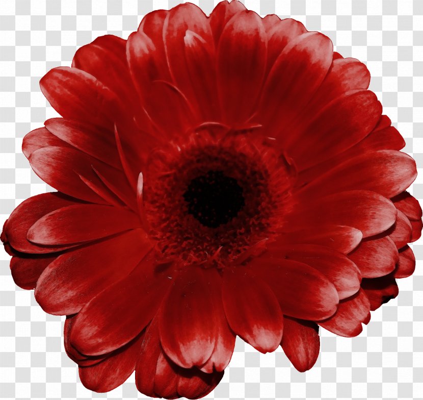 Barberton Daisy Gerbera Red Flower Petal - Paint - Annual Plant Family Transparent PNG