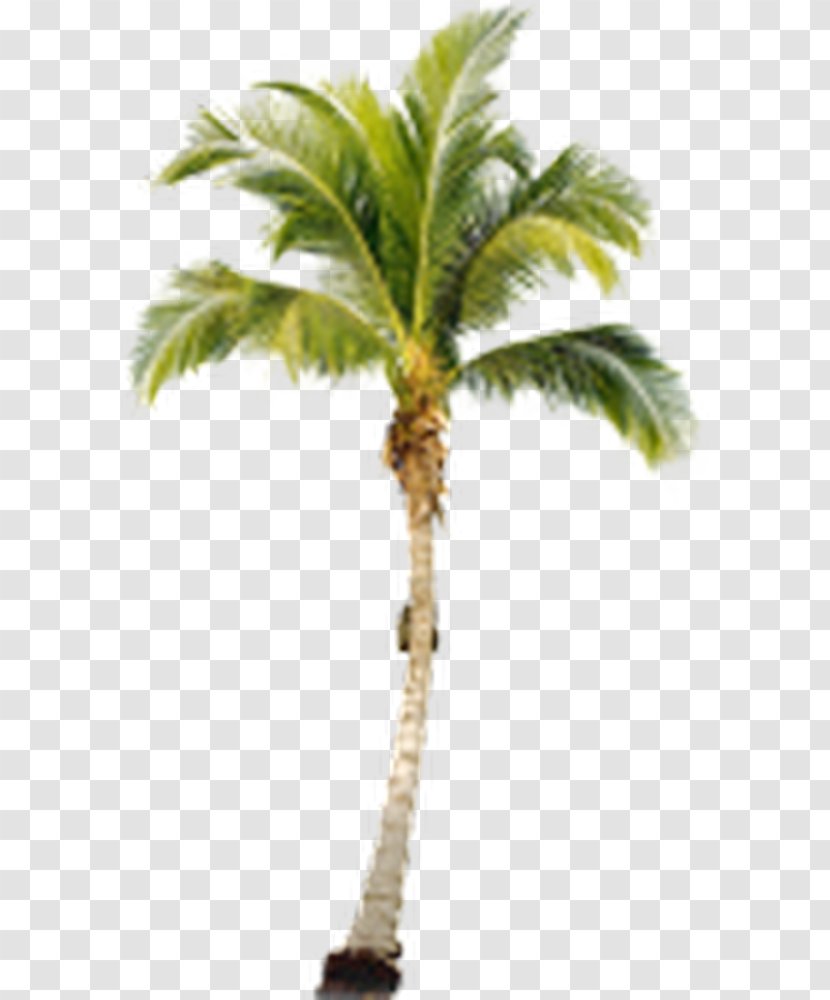 Arecaceae Download Clip Art - Coconut - Palm Gold Transparent PNG