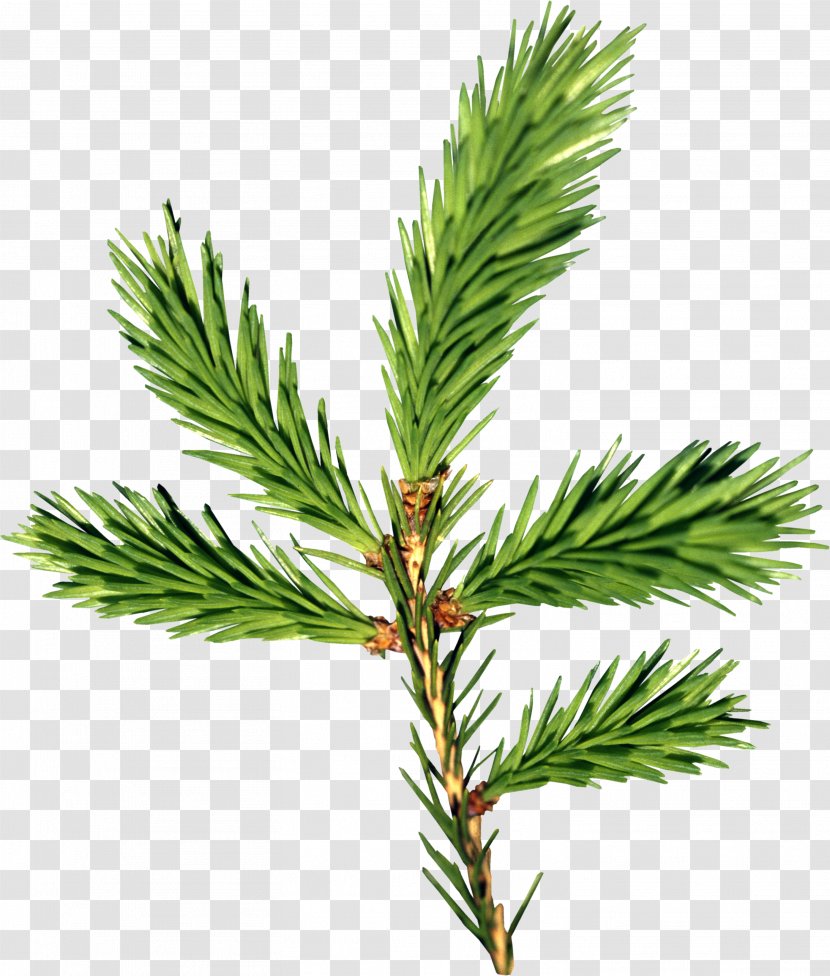 Spruce Fir - Fir-tree Image Transparent PNG