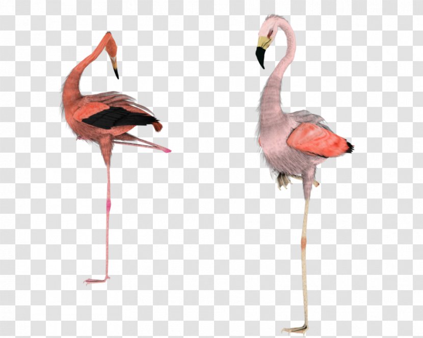 Greater Flamingo Water Bird - Flamingos Transparent PNG